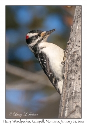 Hairy Woodpecker