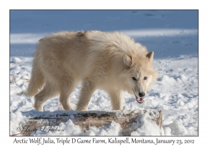 Arctic Wolf