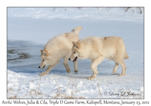 Arctic Wolves