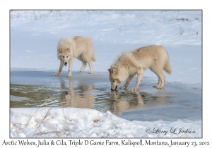 Arctic Wolves