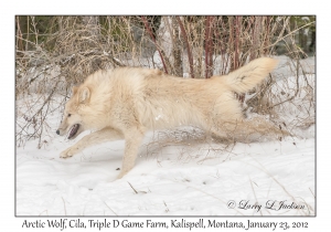 Arctic Wolf