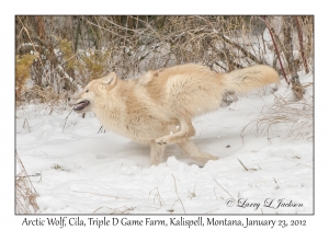 Arctic Wolf