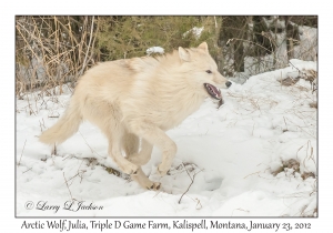 Arctic Wolf