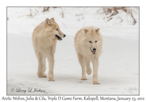 Arctic Wolves