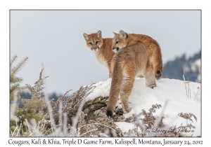 Cougars