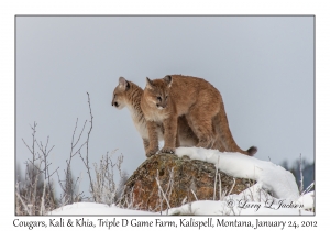 Cougars