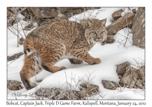 Bobcat