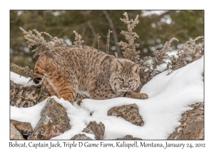 Bobcat