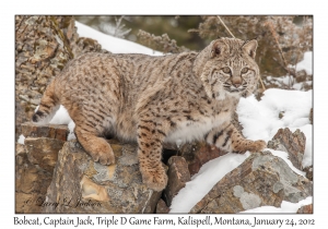 Bobcat