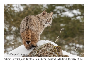 Bobcat