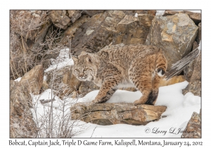 Bobcat