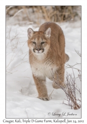 Cougar