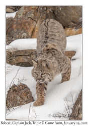 Bobcat