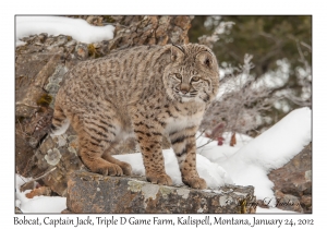 Bobcat