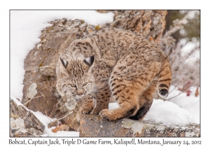 Bobcat