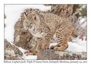 Bobcat