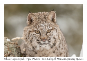 Bobcat