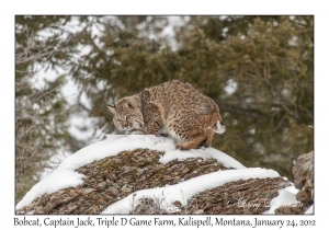 Bobcat