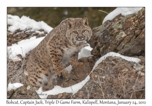 Bobcat