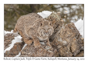 Bobcat