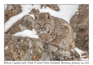 Bobcat