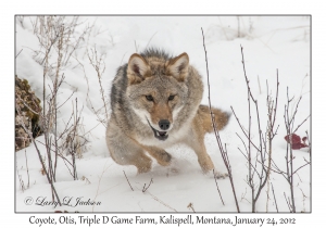 Canis latrans