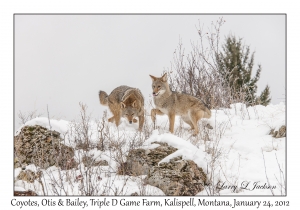 Coyotes