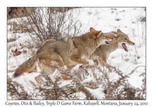 Coyotes