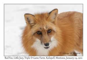 Red Fox