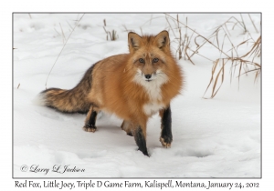 Red Fox