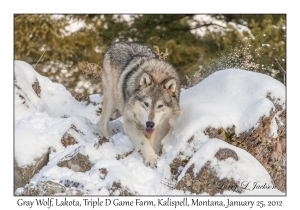 Gray Wolf