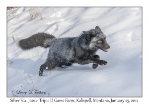 Silver Fox