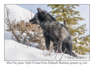 Silver Fox