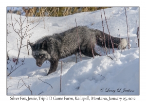 Silver Fox