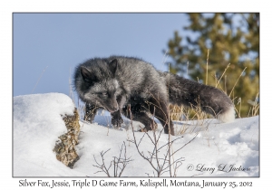 Silver Fox