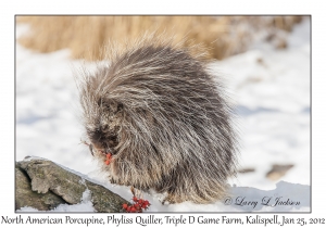 North American Porcupine