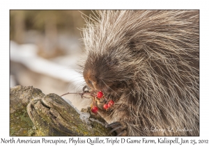 North American Porcupine