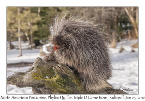 North American Porcupine