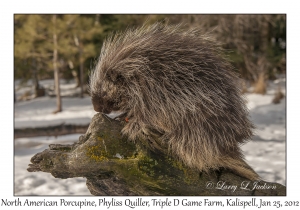 North American Porcupine