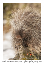 North American Porcupine