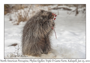 North American Porcupine