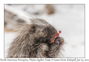 North American Porcupine