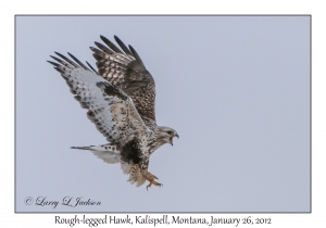 Rough-legged Hawk