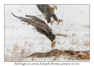 Bald Eagles