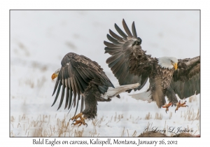 Bald Eagles