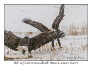 Bald Eagles