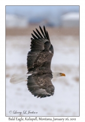 Bald Eagle