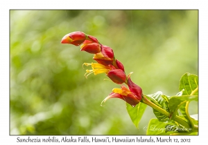 Sanchezia nobilis