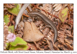 Delicate Skink