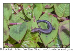 Delicate Skink